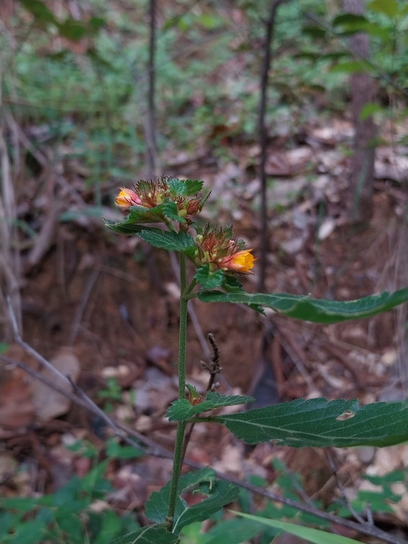 Turnera carolina photo 3