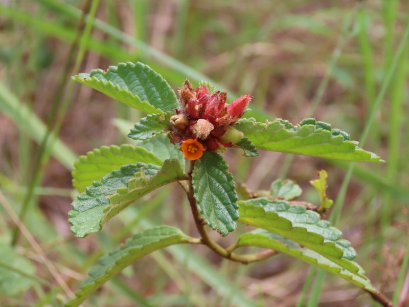 Turnera carolina photo 4