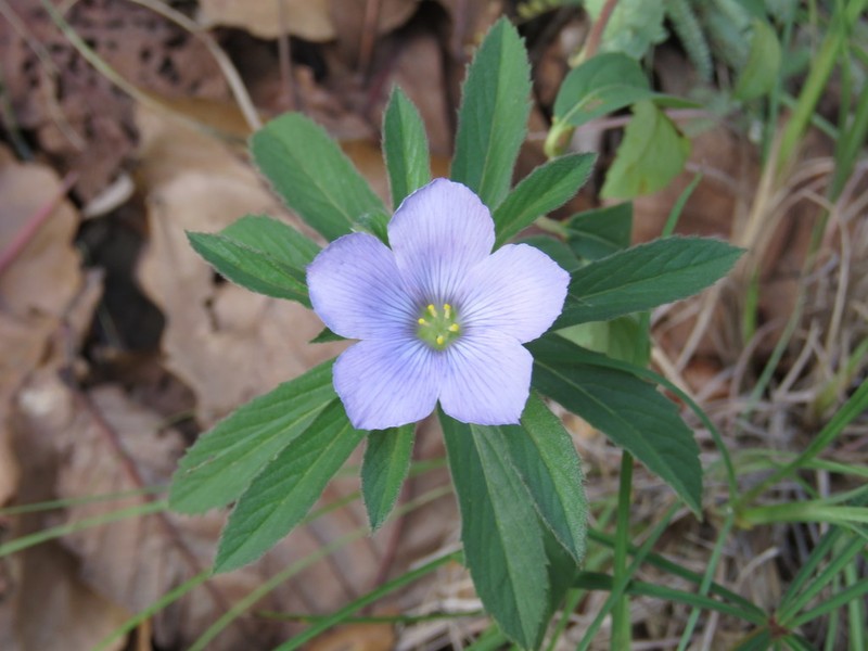 Turnera coerulea photo 2