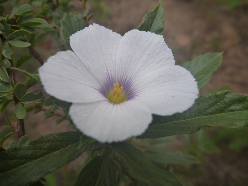 Turnera coerulea photo 3
