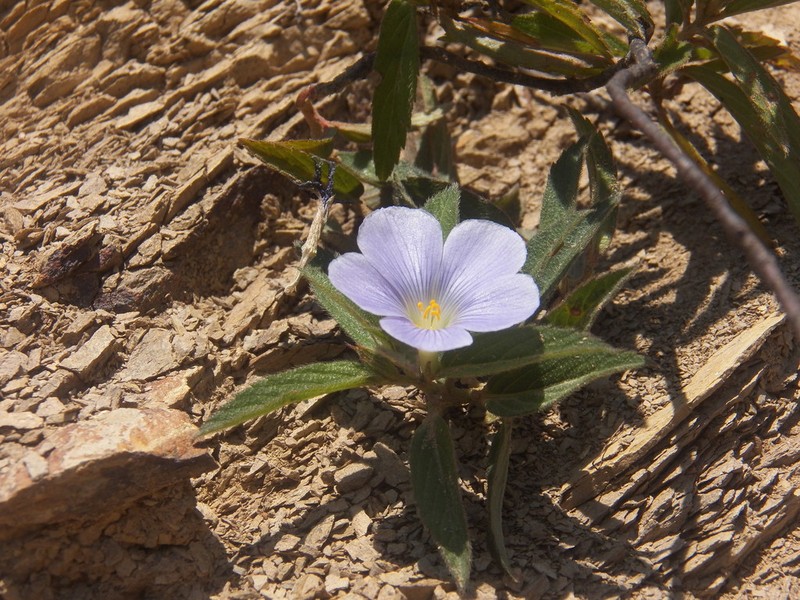 Turnera coerulea photo 4