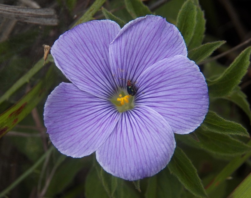 Turnera coerulea photo 5