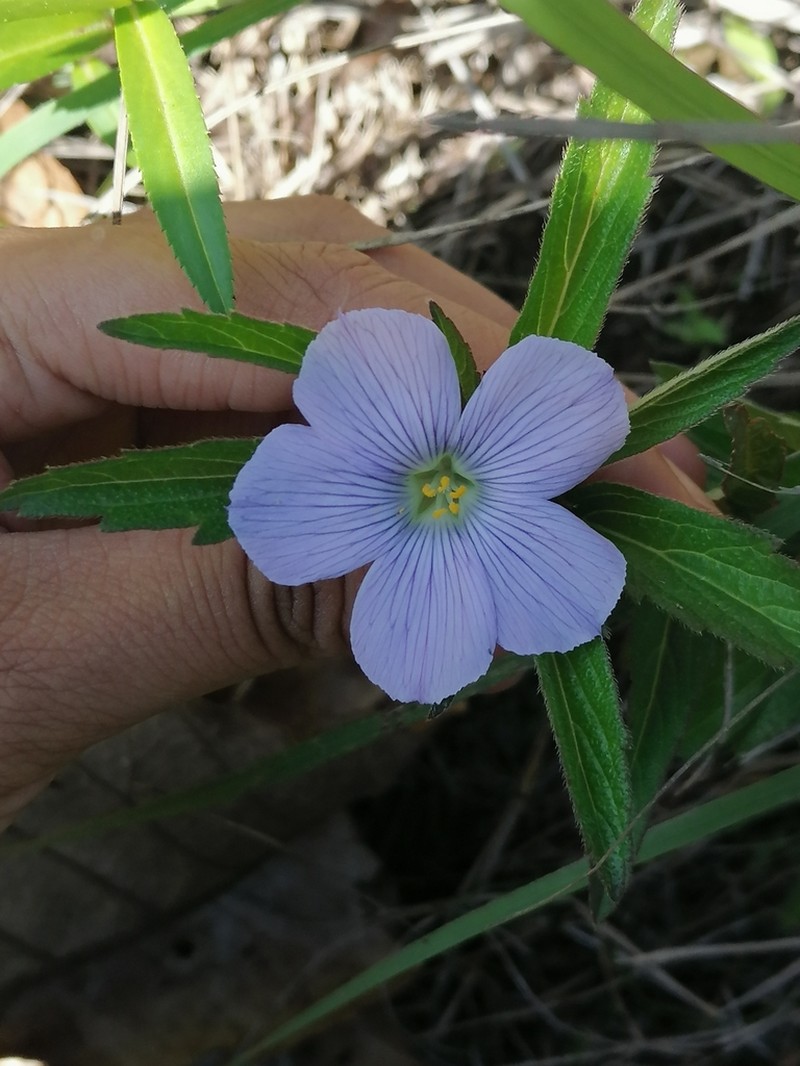Turnera coerulea photo 6