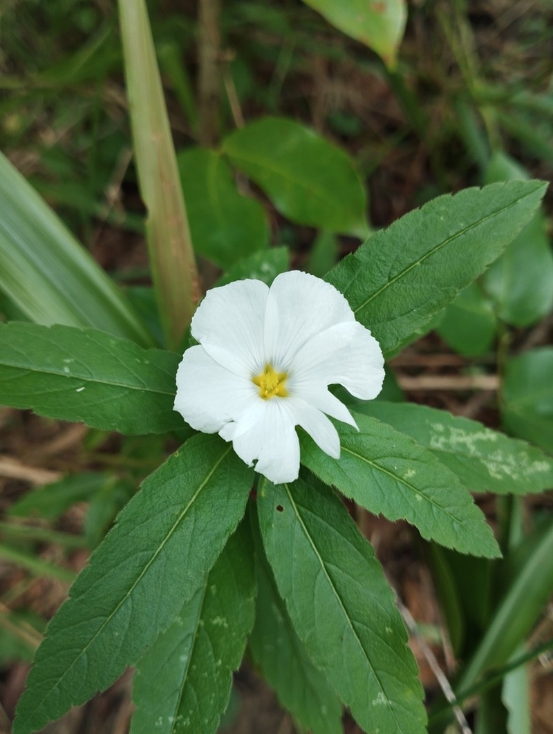 Turnera coerulea photo 8