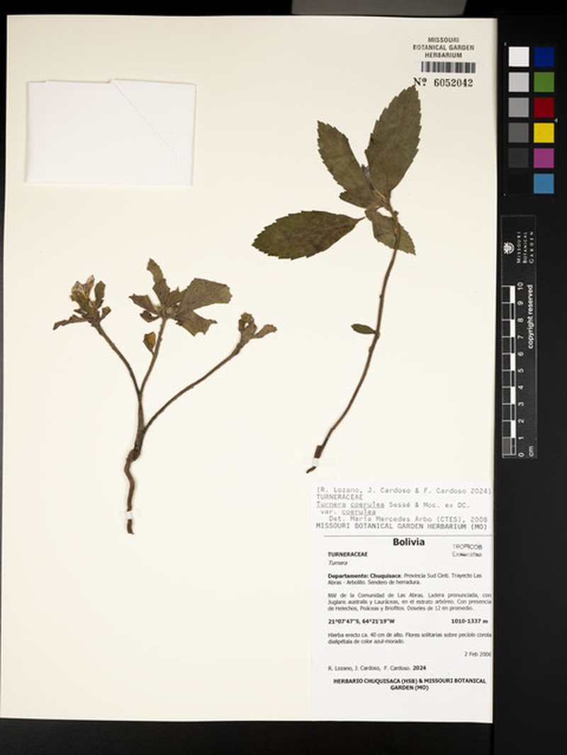 Turnera coerulea var. coerulea
