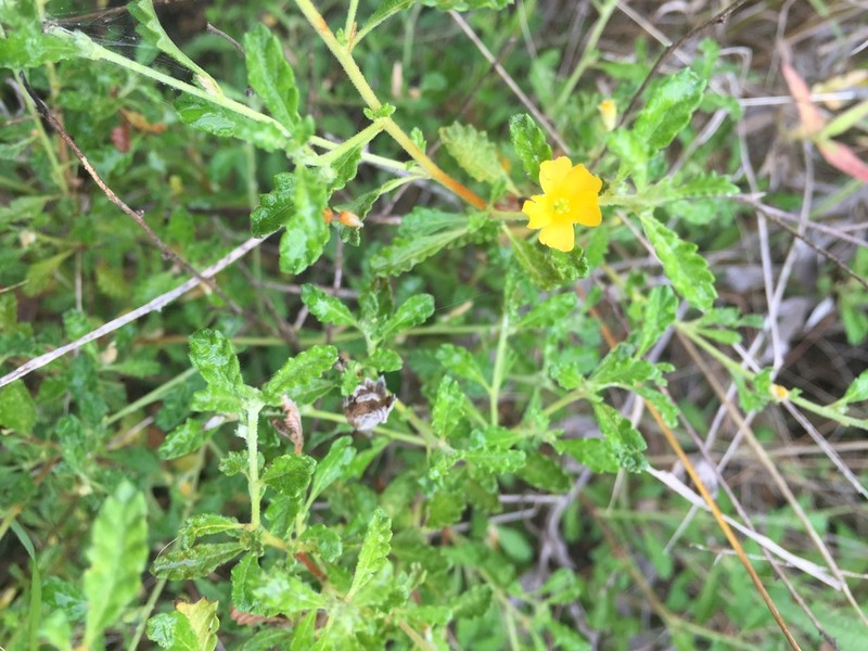 Damiana photo 3