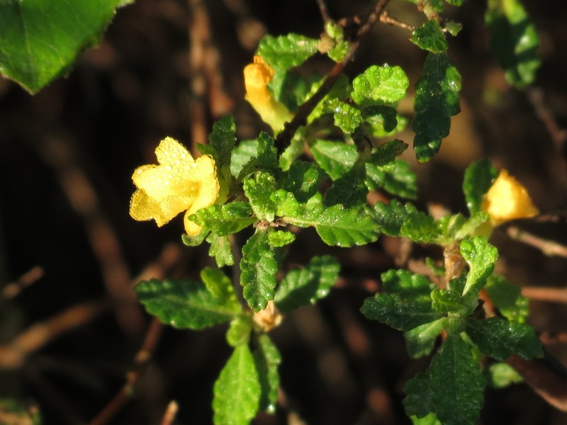 Damiana photo 4