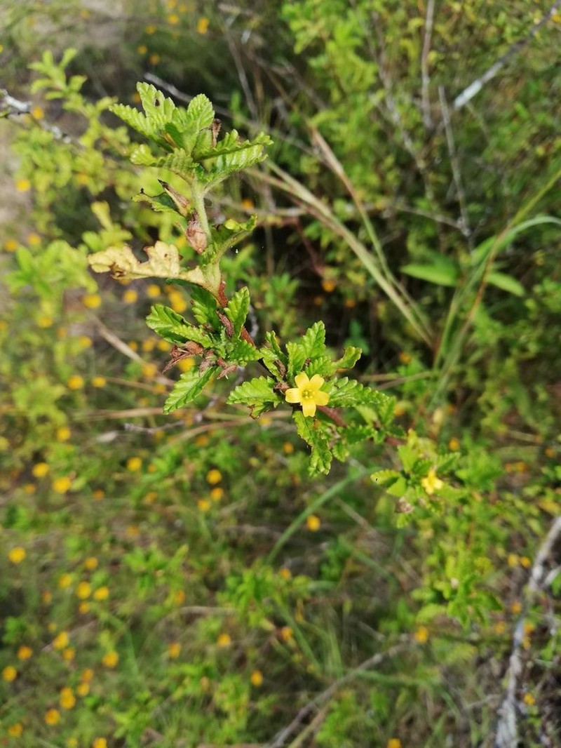 Damiana photo 5