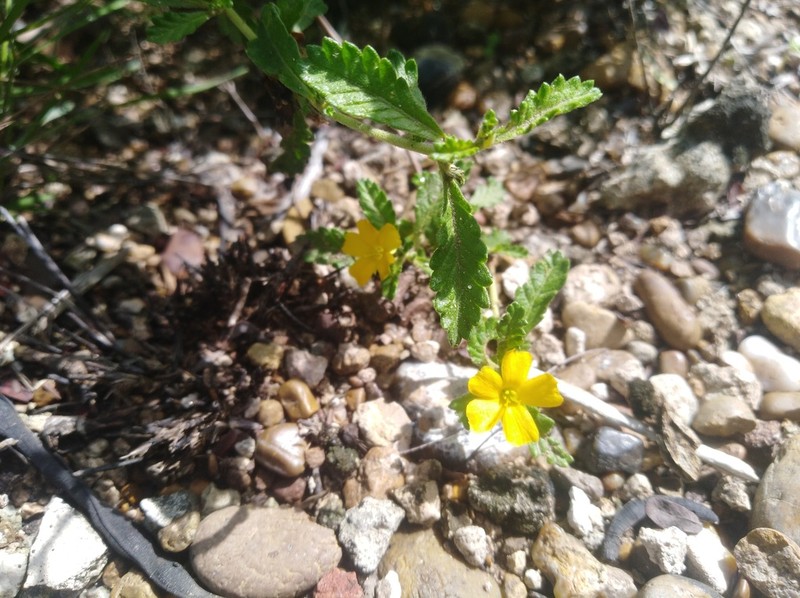 Damiana photo 6