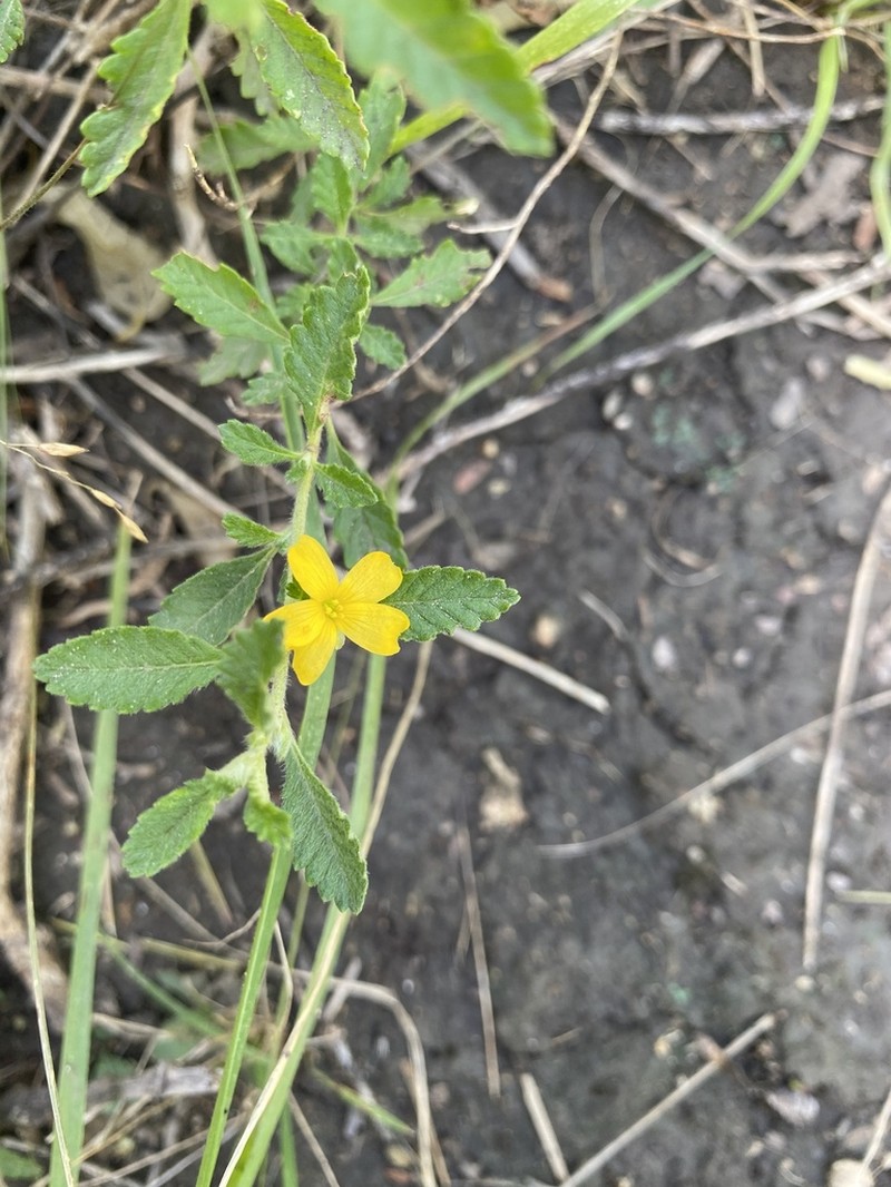 Damiana photo 7