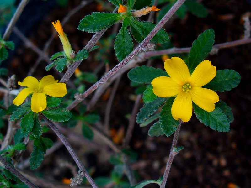 Damiana photo 7