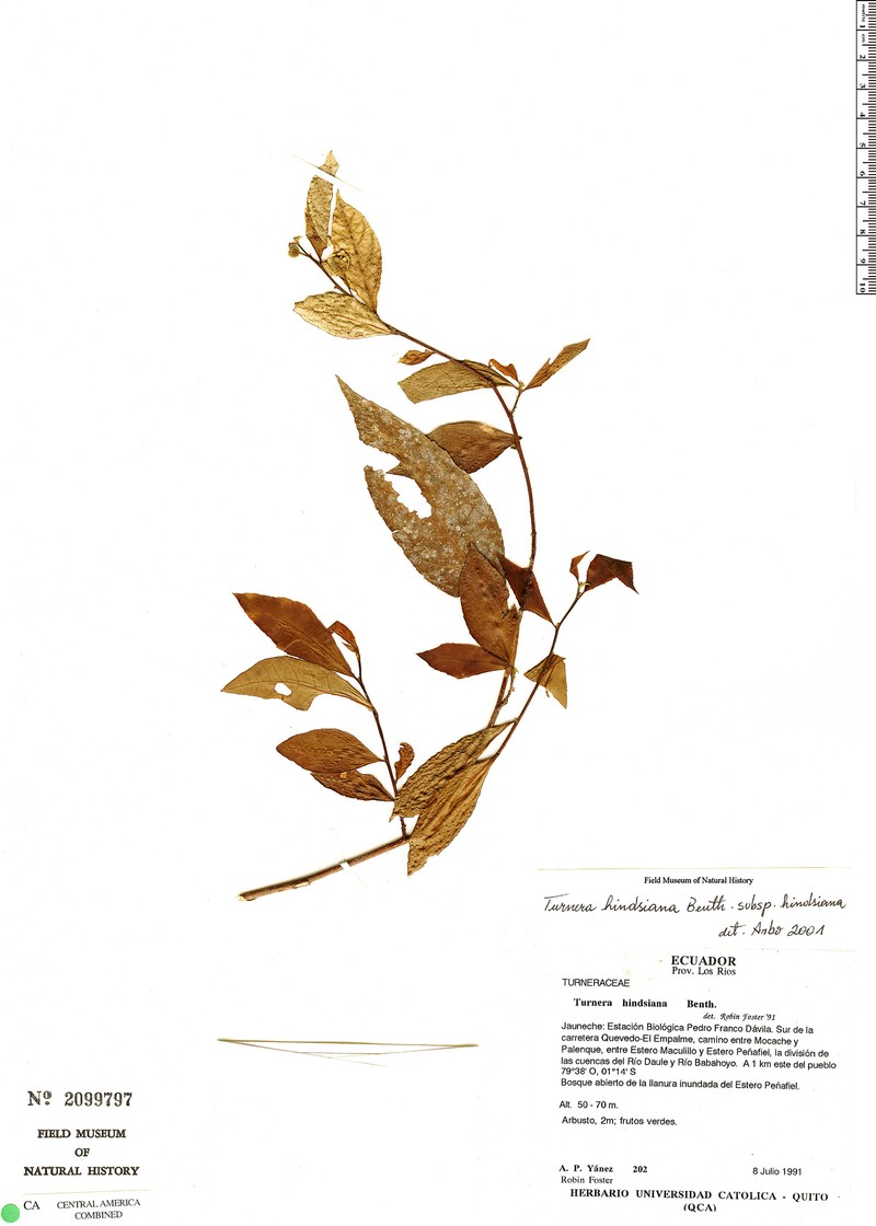 Turnera hindsiana subsp. hindsiana