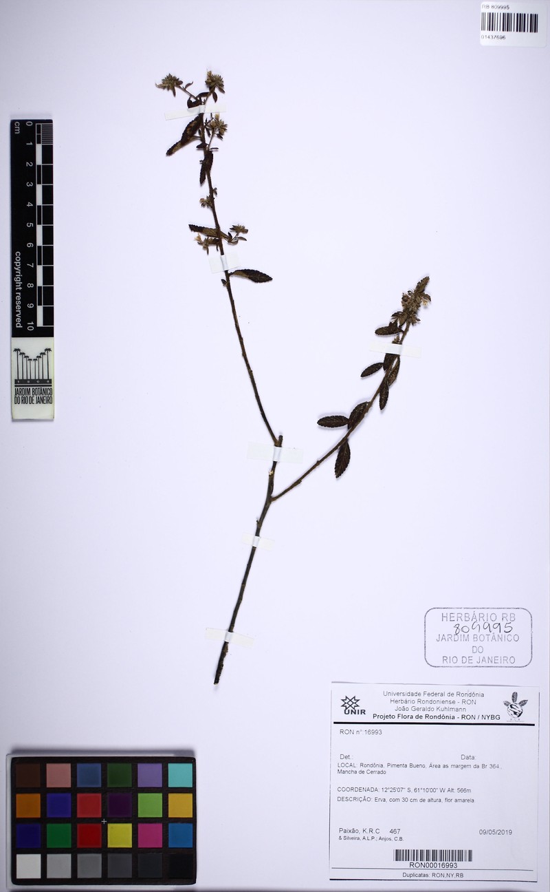 Turnera melochioides var. melochioides