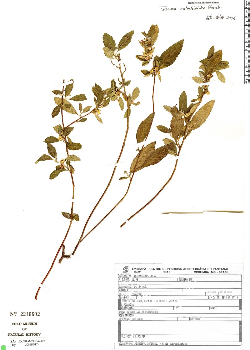 Turnera melochioides var. melochioides photo 2