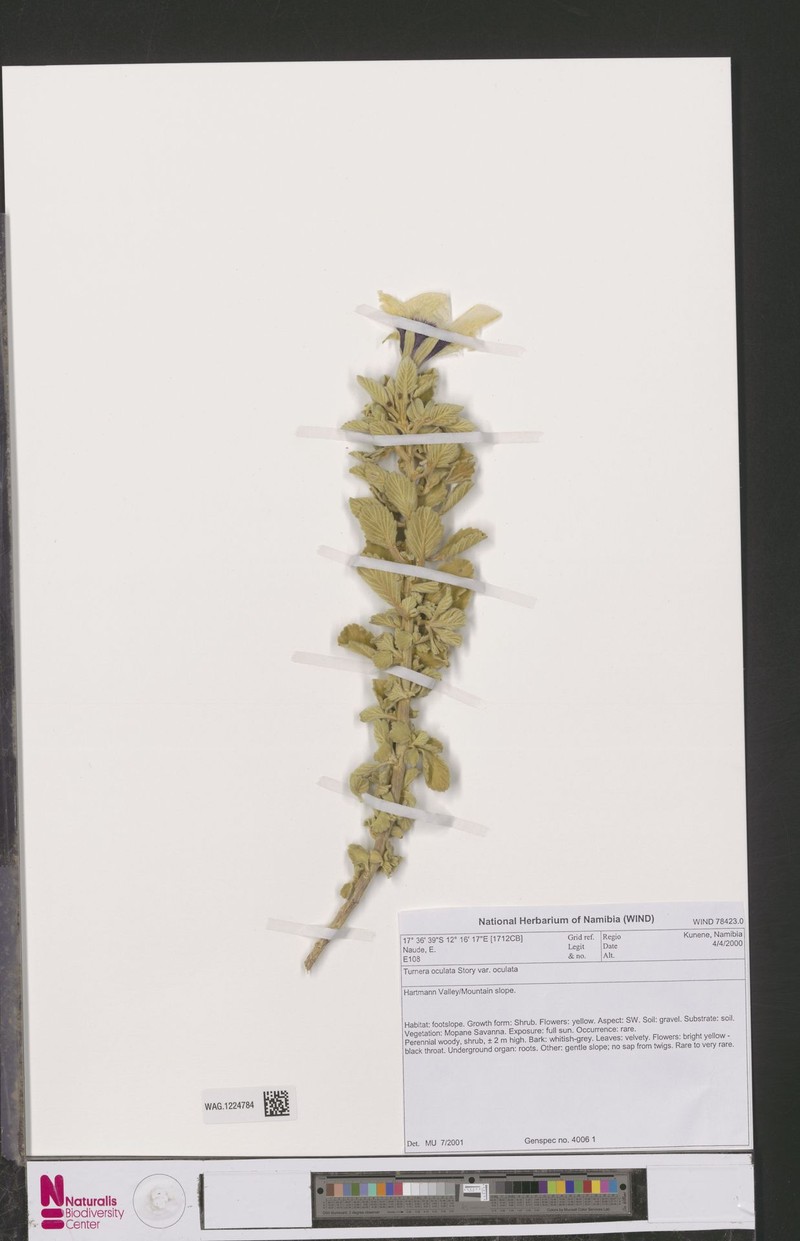 Turnera oculata var. oculata