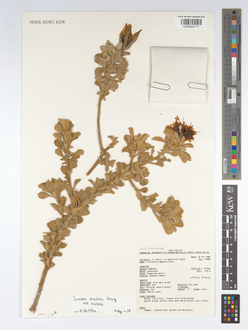 Turnera oculata var. oculata photo 2