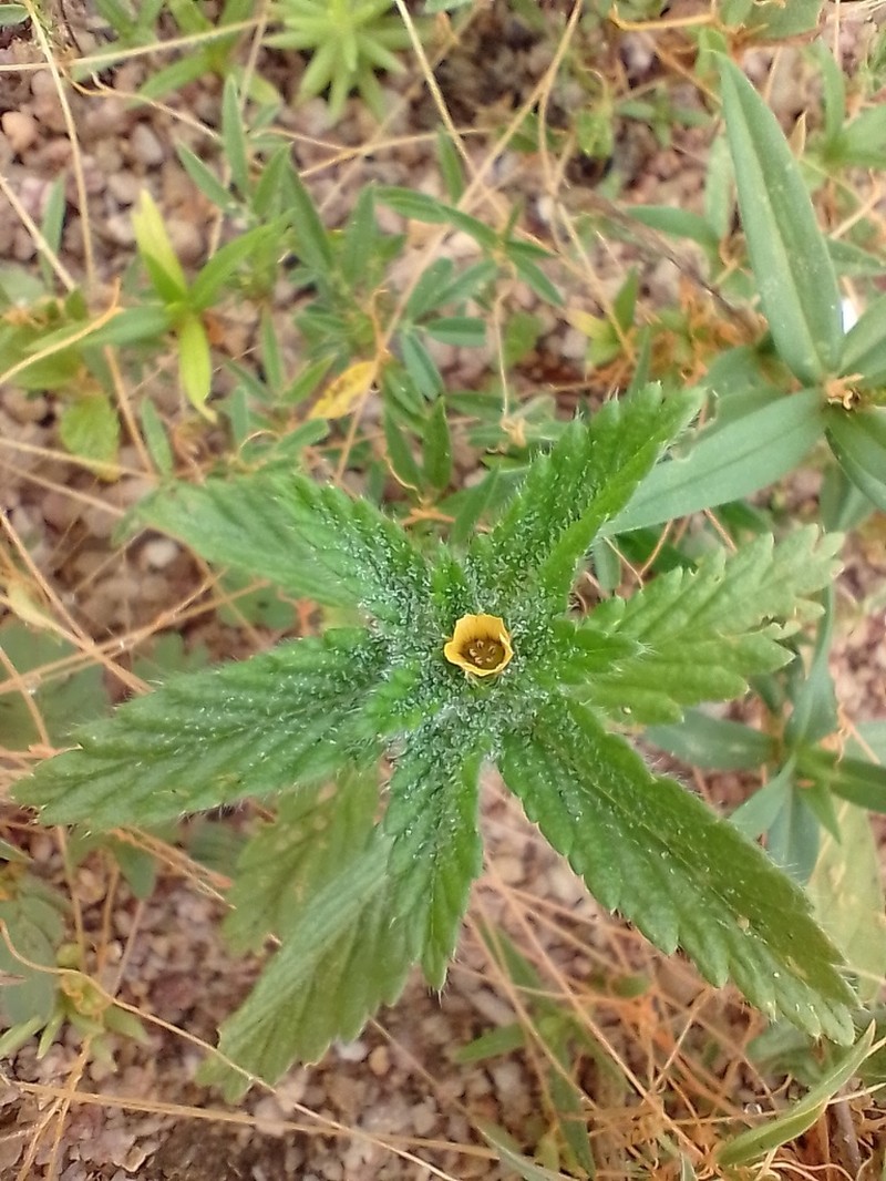 Yellow Alder photo 4