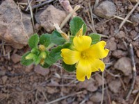 Yellow Alder
