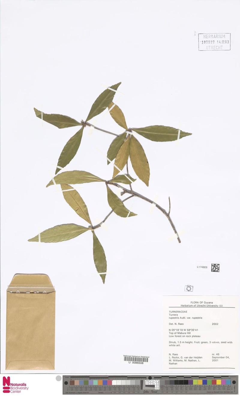 Turnera rupestris var. rupestris photo 2