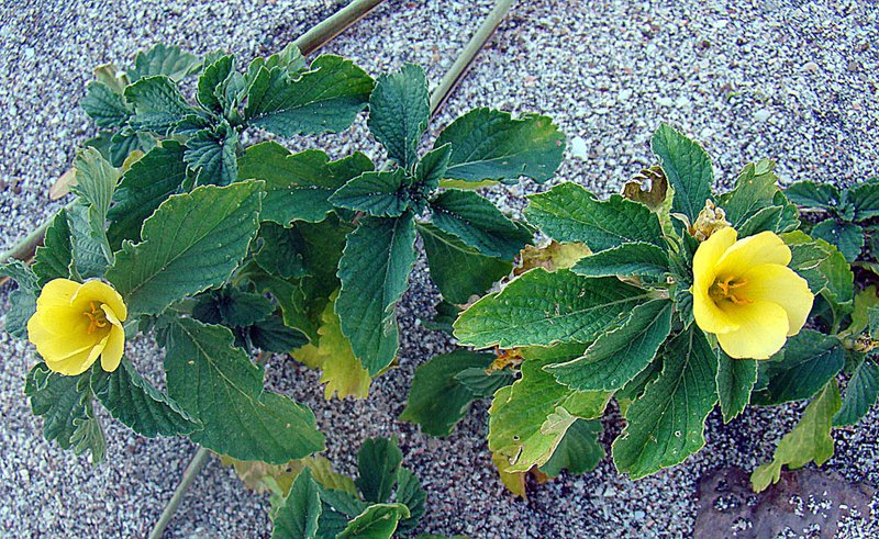Turnera scabra