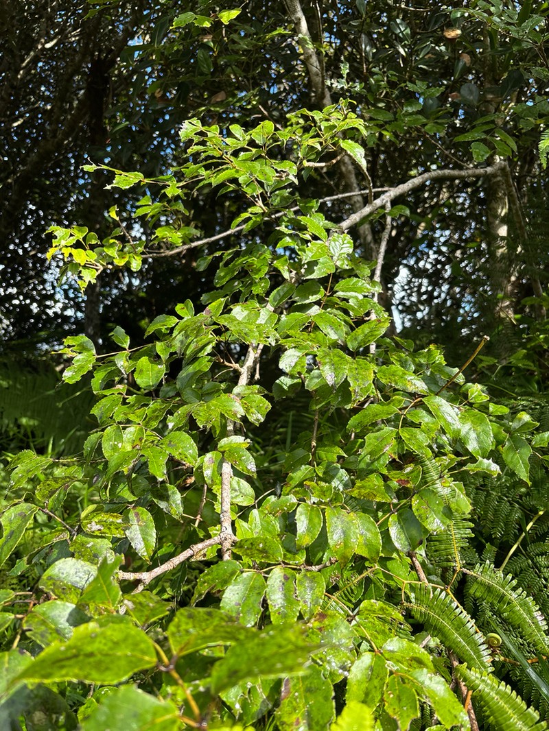Muttonwood photo 7