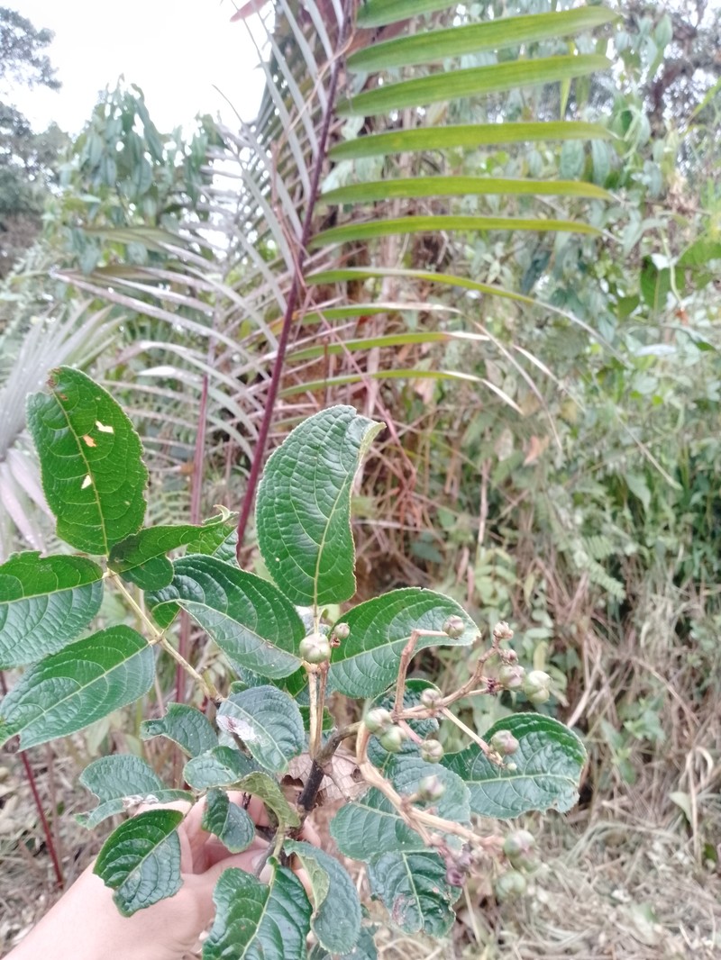 Turpinia occidentalis subsp. occidentalis