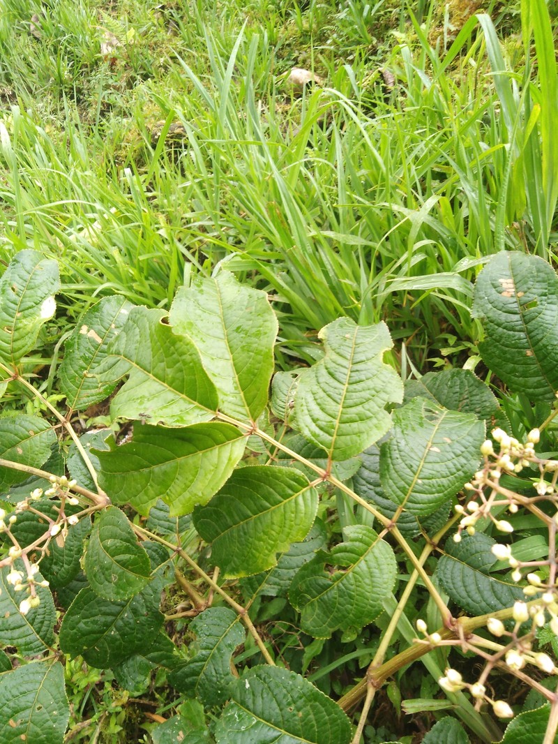 Turpinia occidentalis subsp. occidentalis photo 2