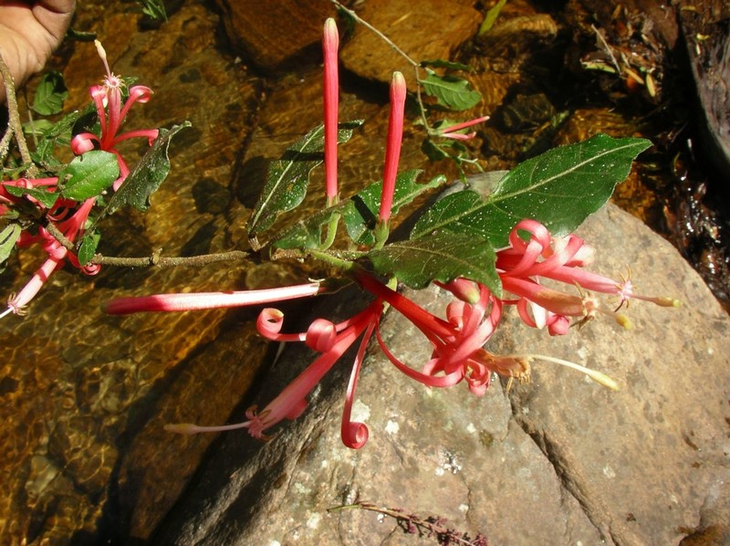Turraea andriamiarisoana