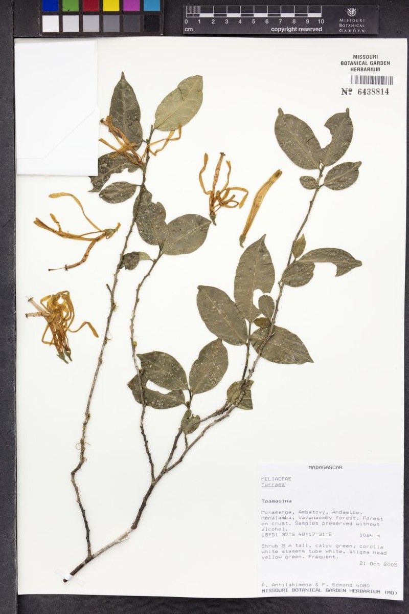 Turraea andriamiarisoana photo 2