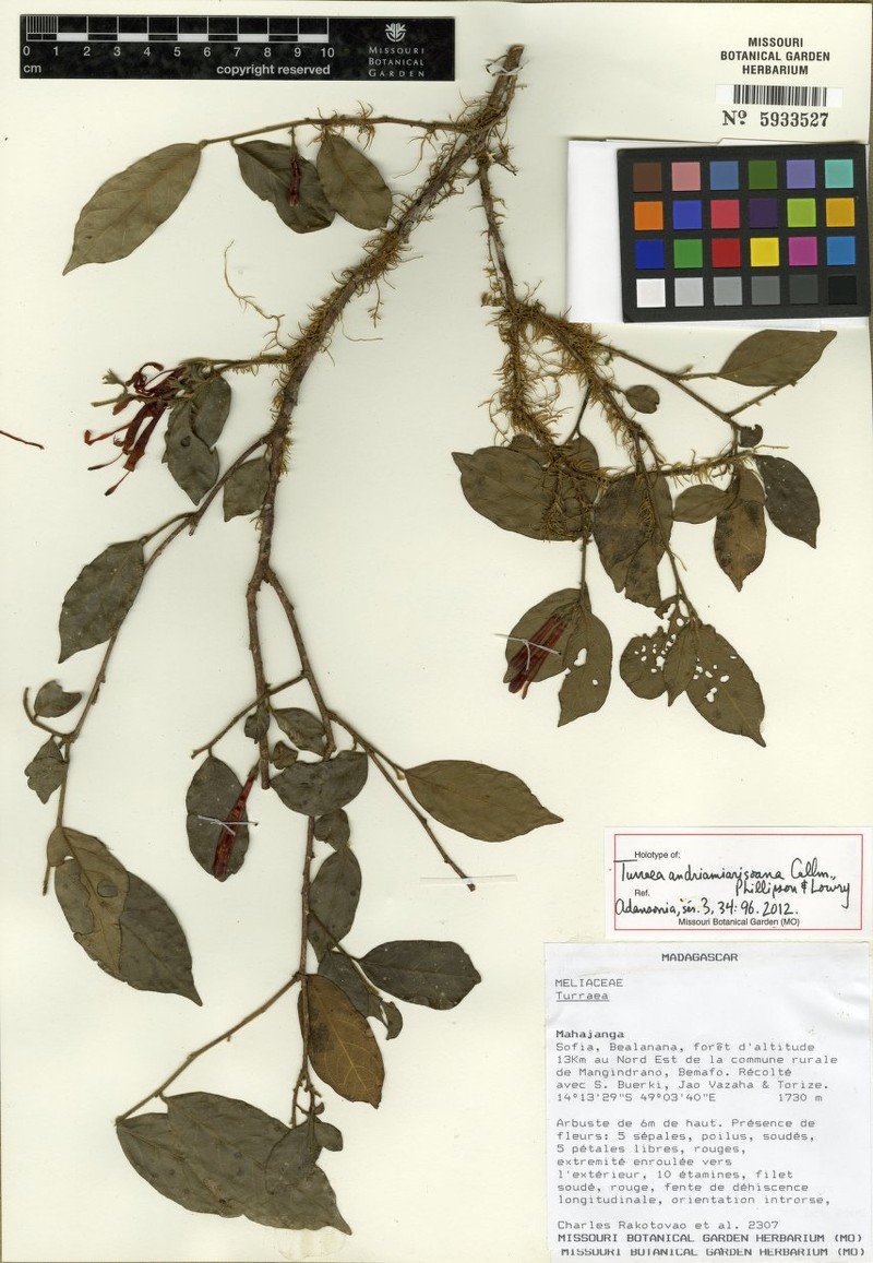 Turraea andriamiarisoana photo 3