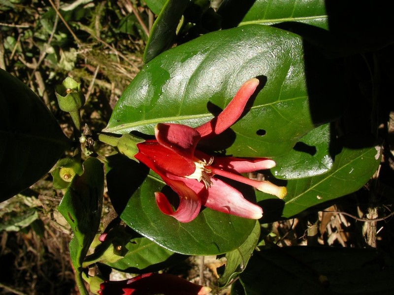 Turraea buerkii