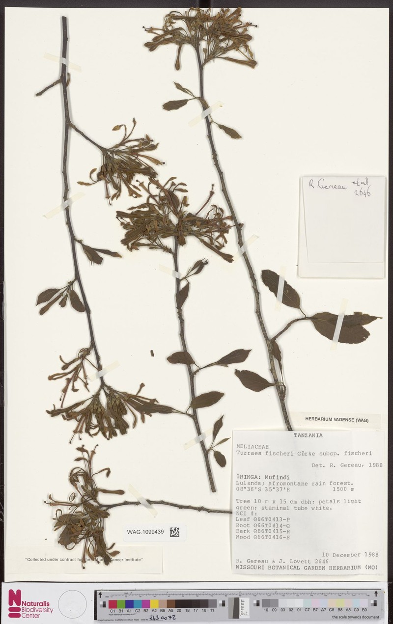 Turraea fischeri subsp. fischeri