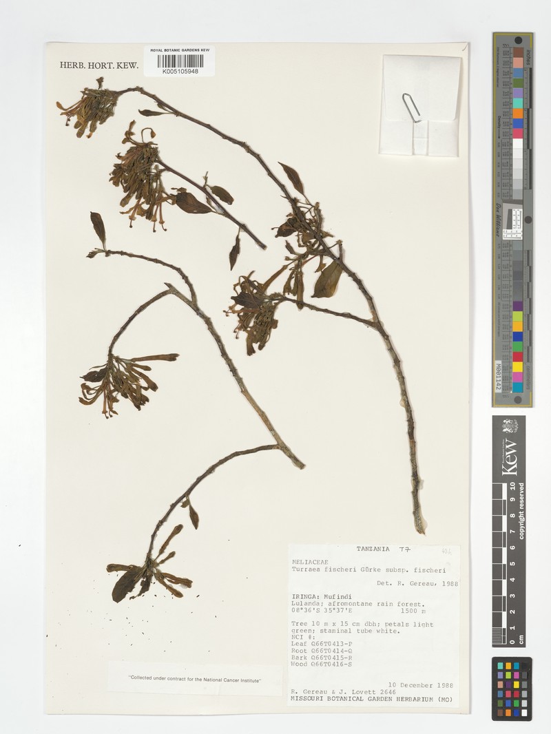 Turraea fischeri subsp. fischeri photo 2