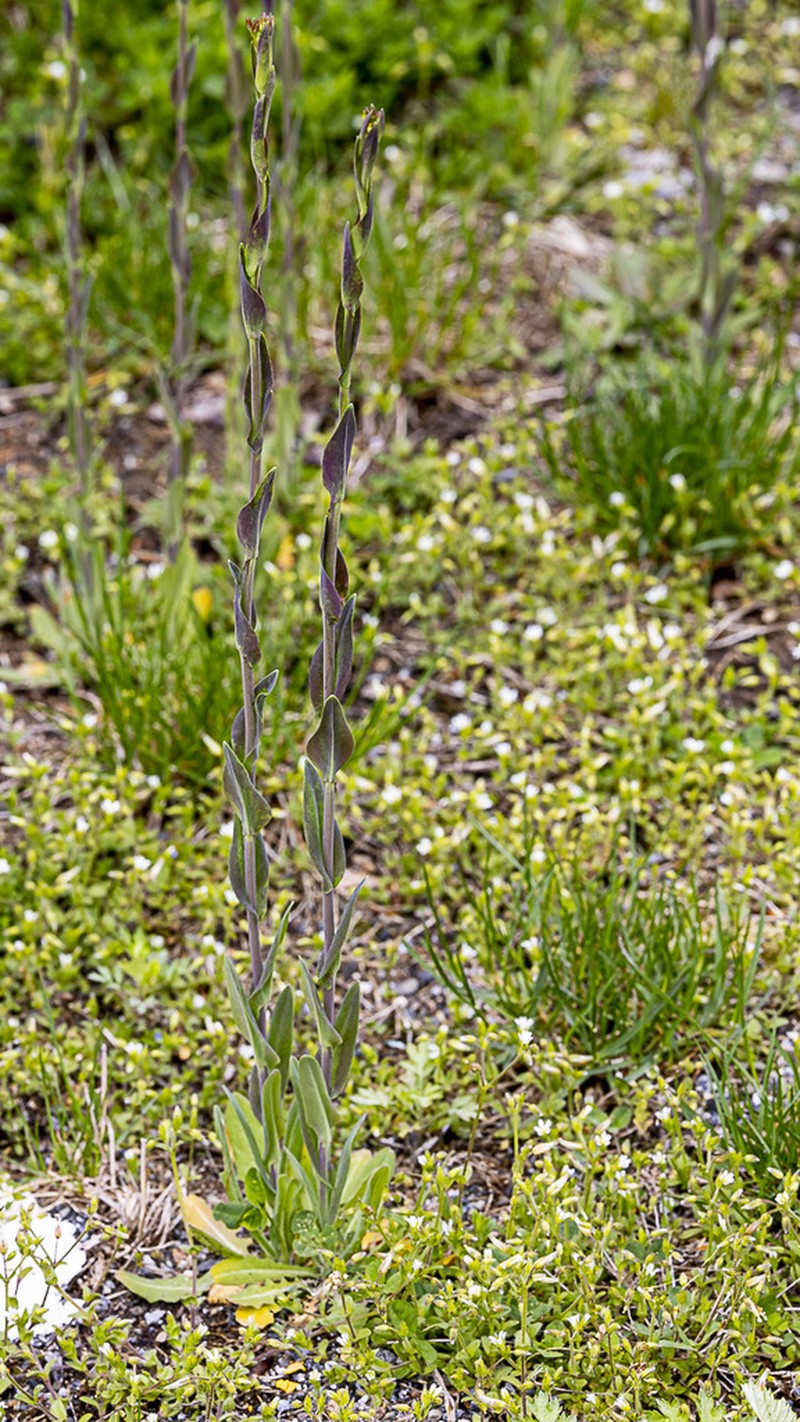 Tower Rockcress photo 5