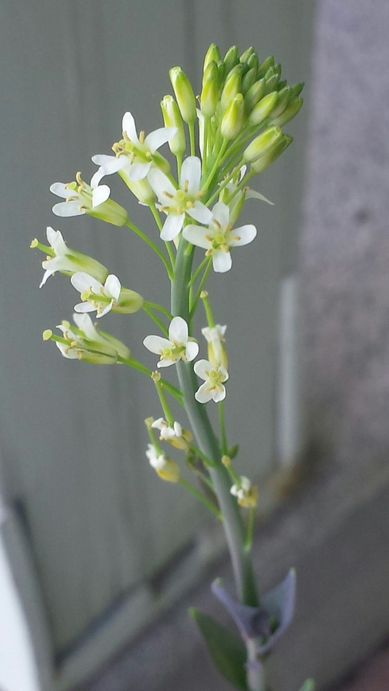 Tower Rockcress photo 7