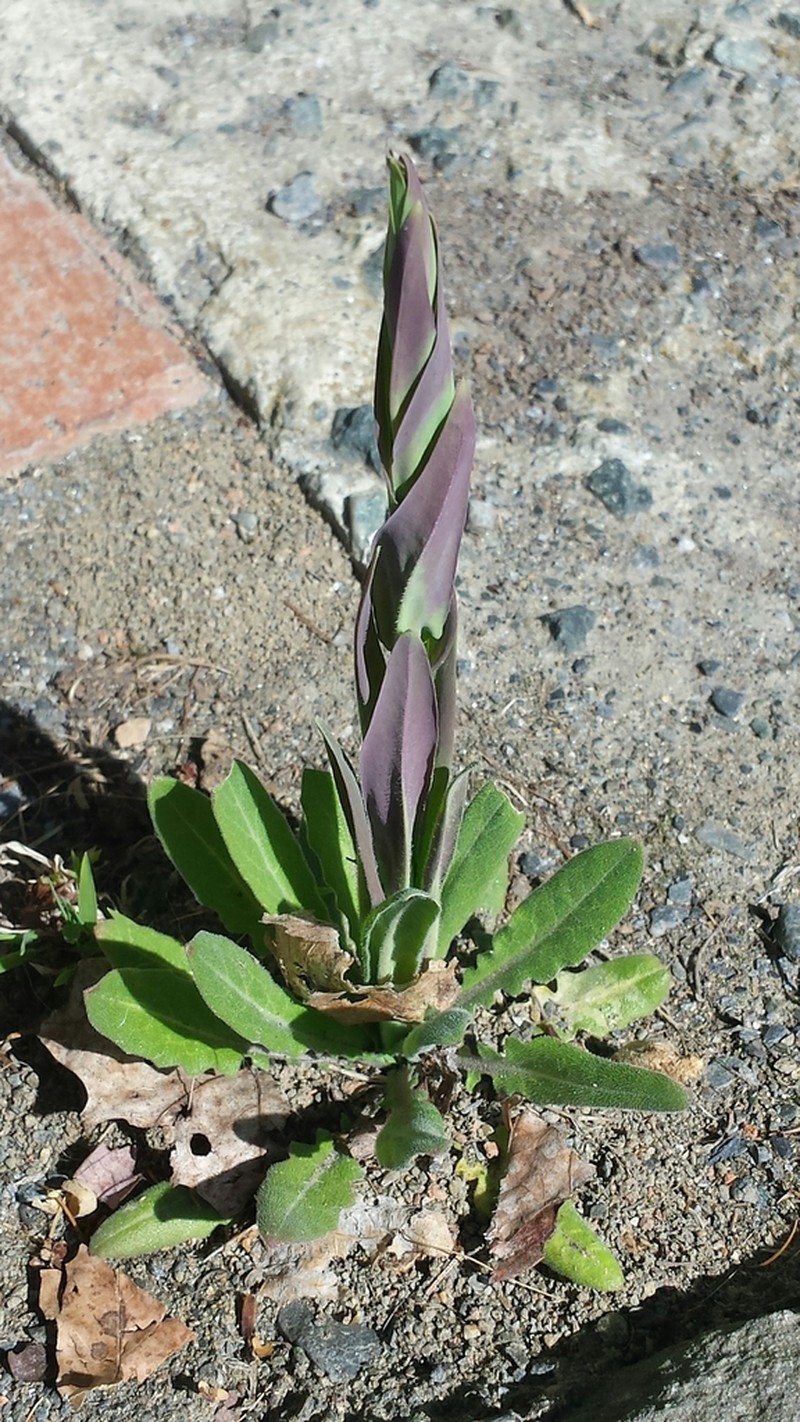 Tower Rockcress photo 8