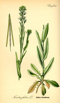 Tower Rockcress