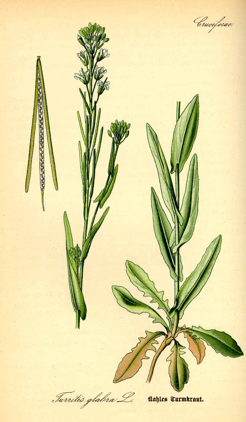 Tower Rockcress