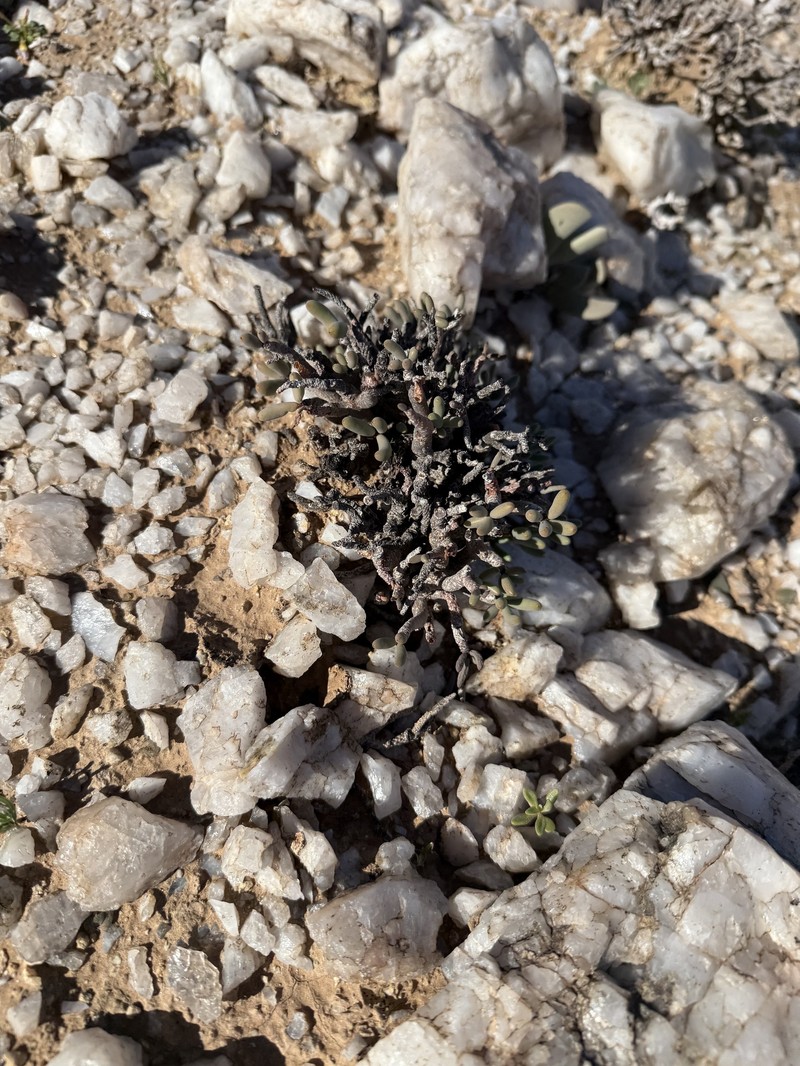 Tylecodon buchholzianus var. buchholzianus