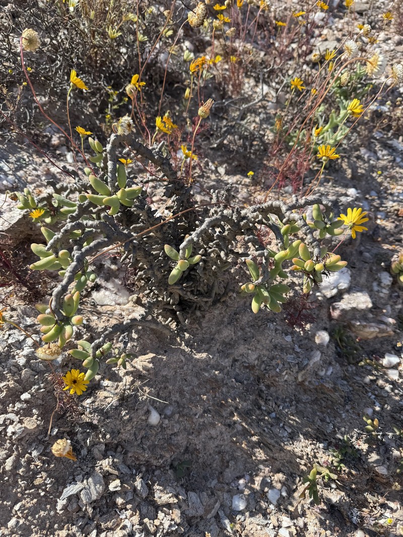 Tylecodon buchholzianus var. buchholzianus photo 2