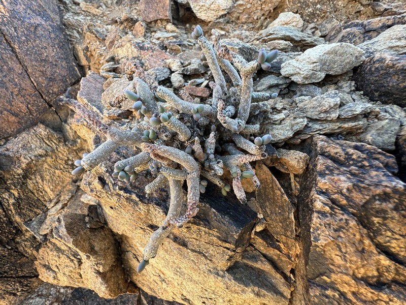 Tylecodon buchholzianus var. buchholzianus photo 3
