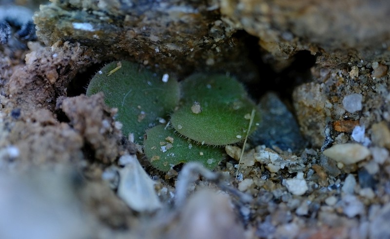 Tylecodon ectypus photo 2