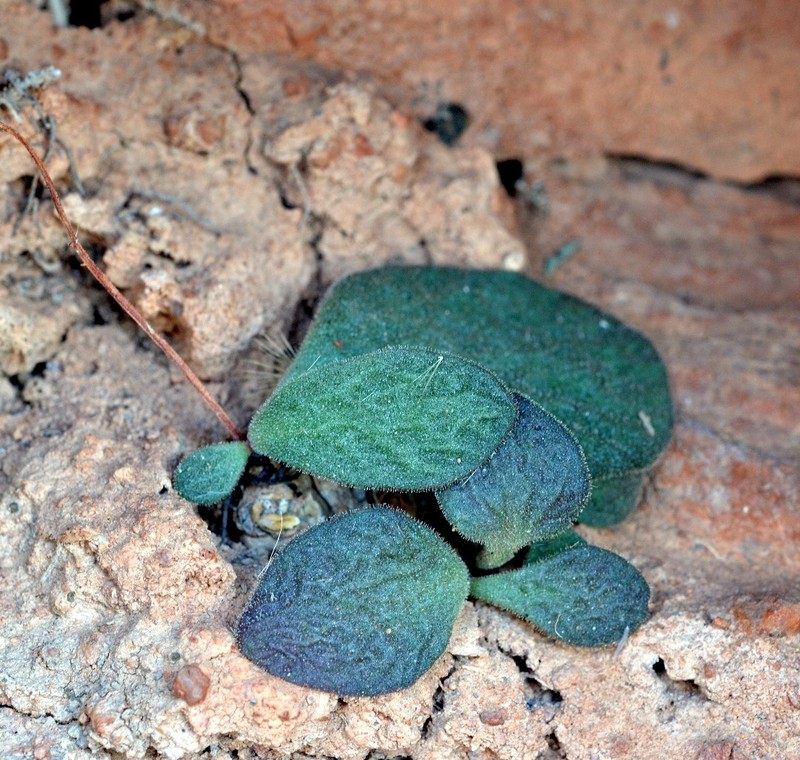 Tylecodon ectypus photo 3