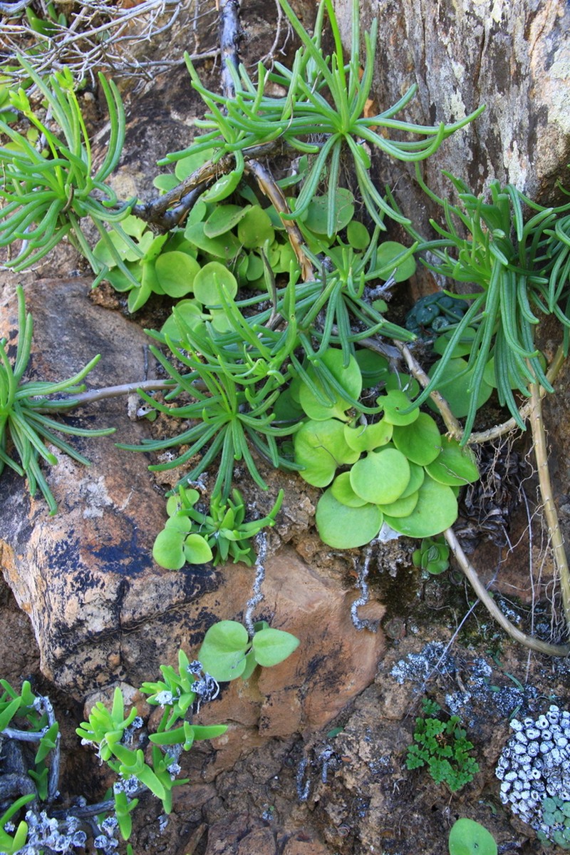 Tylecodon florentii