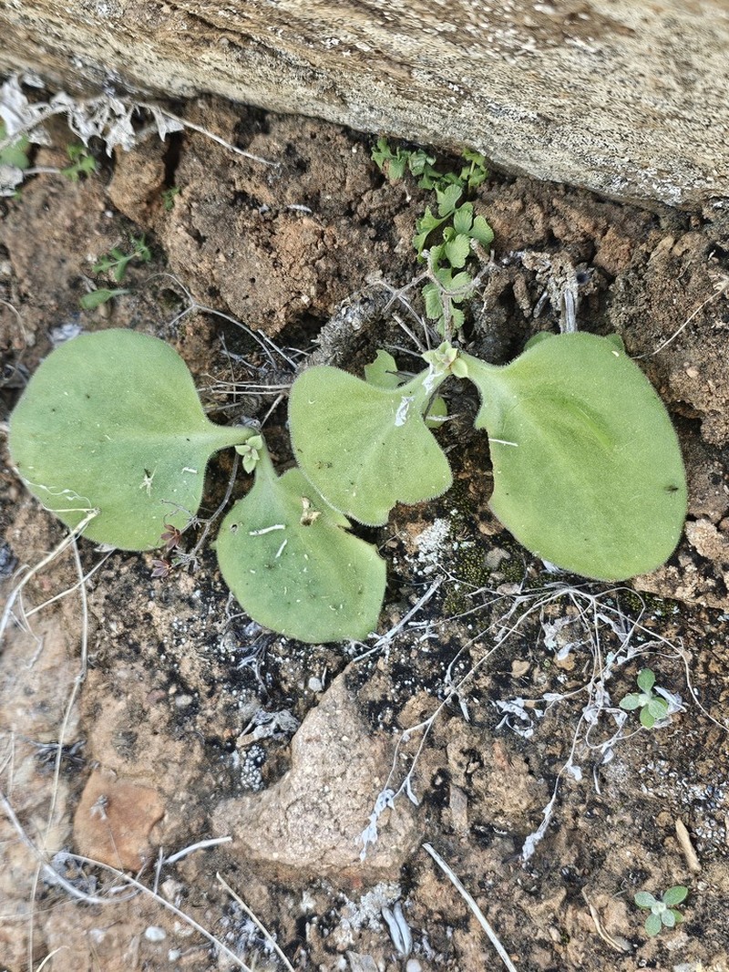 Tylecodon florentii photo 2