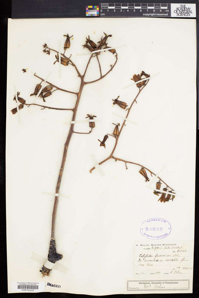 Tylecodon paniculatus subsp. paniculatus