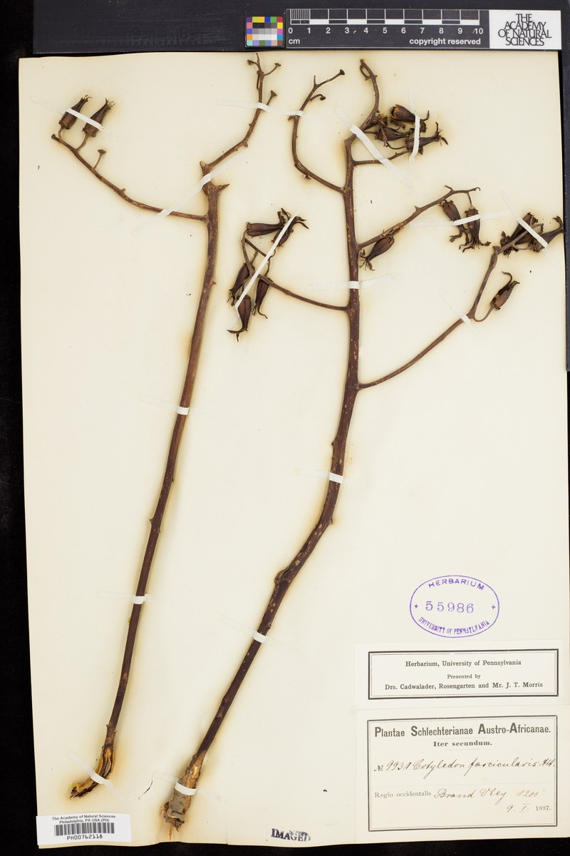 Tylecodon paniculatus subsp. paniculatus photo 2