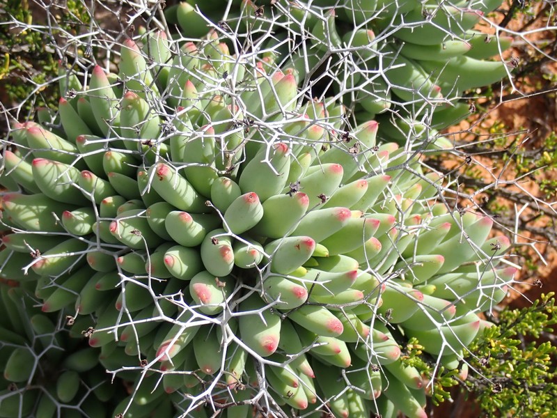 Tylecodon reticulatus subsp. reticulatus