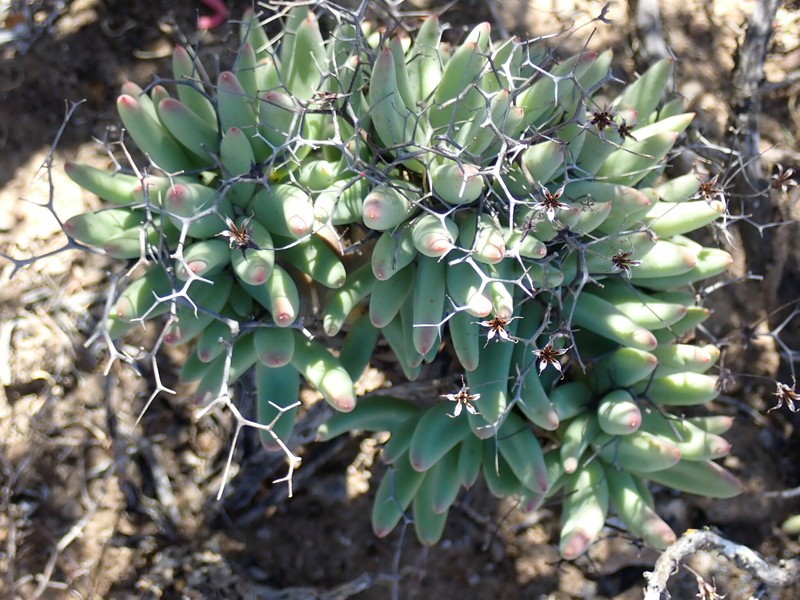 Tylecodon reticulatus subsp. reticulatus photo 2