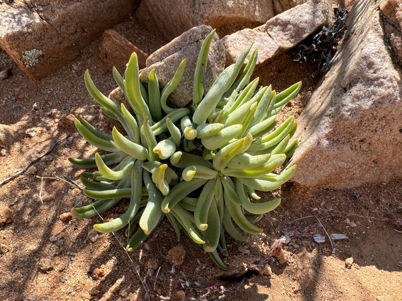 Tylecodon reticulatus subsp. reticulatus photo 4